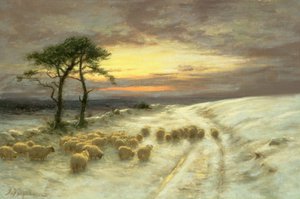 Schapen in de sneeuw